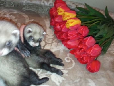 Фретка ручной хорек