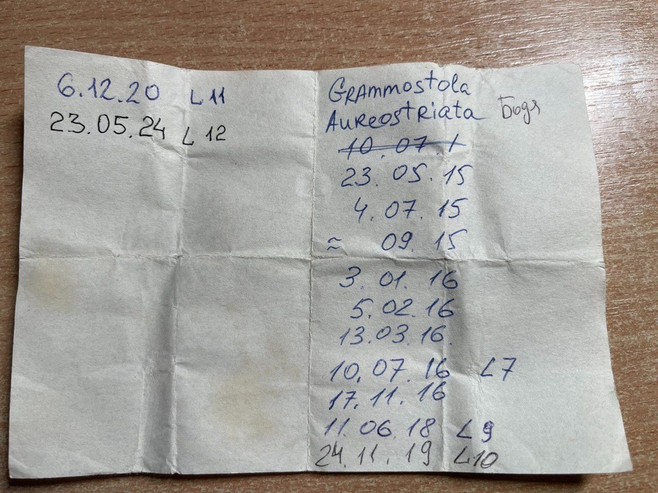 Grammostola aureostriata