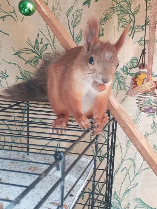 Белка-выращено с любовью