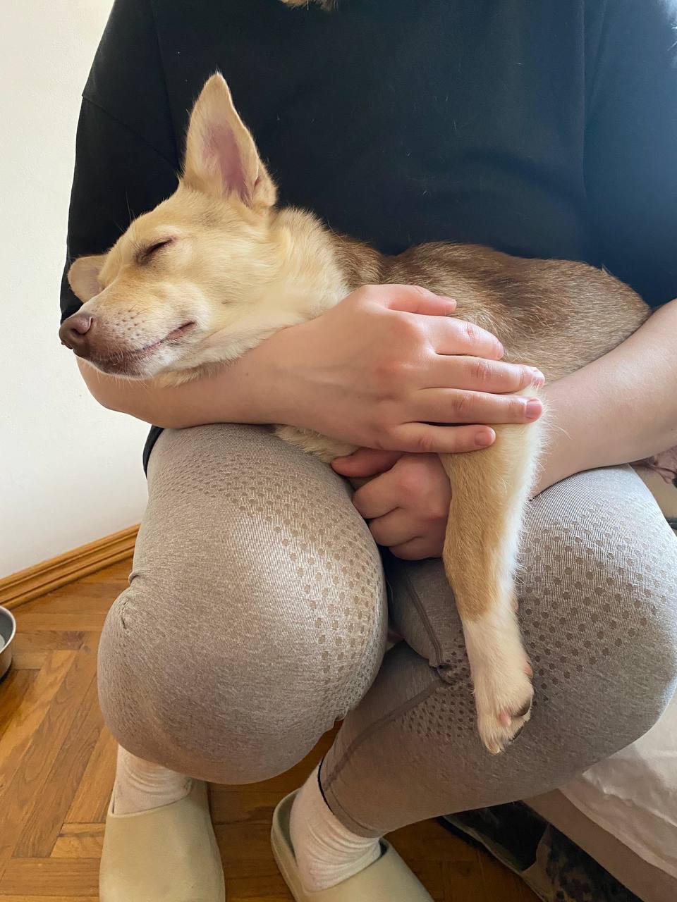 Невеличка собачка шукає люблячу і надійну родину!