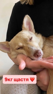 Невеличка собачка шукає люблячу і надійну родину!