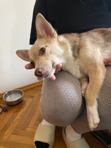 Невеличка собачка шукає люблячу і надійну родину!