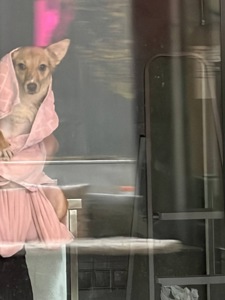 Невеличка собачка шукає люблячу і надійну родину!