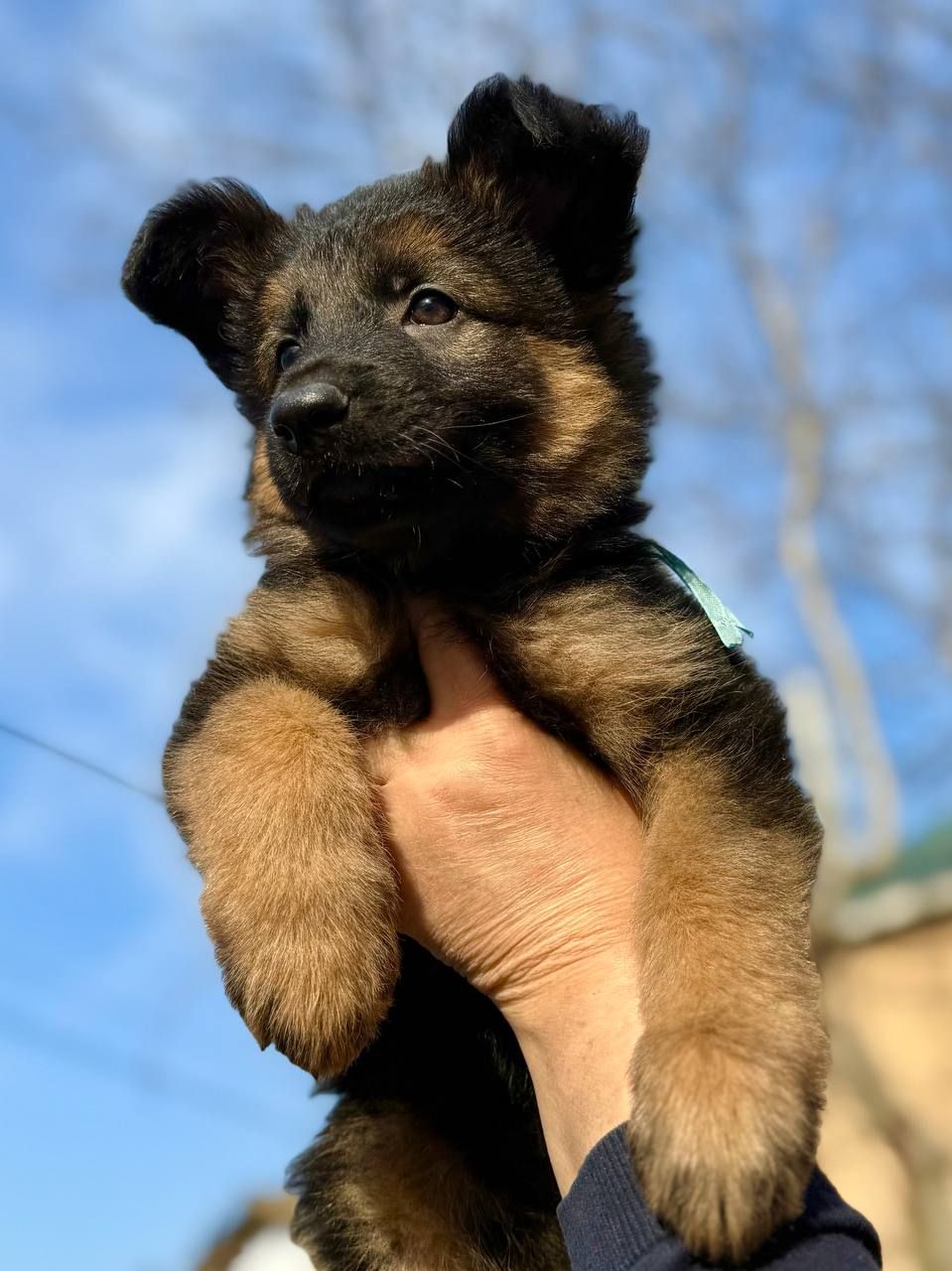 Щенки немецкой овчарки