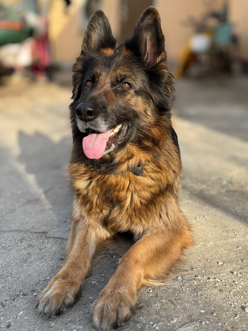 Щенки немецкой овчарки