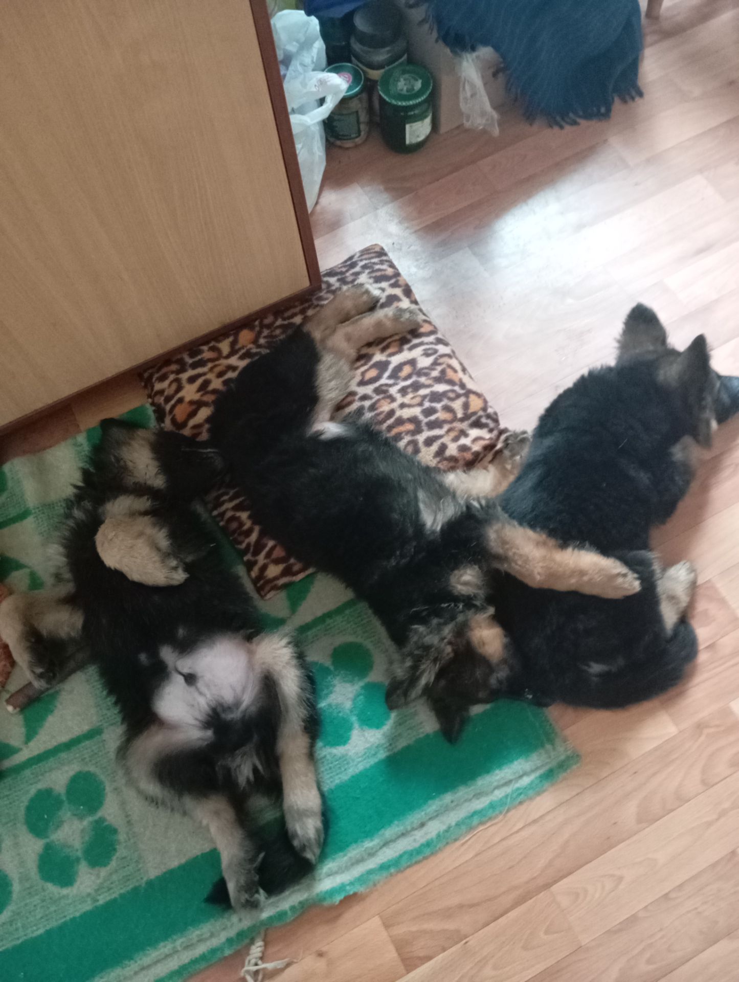 Щенки немецкой овчарки