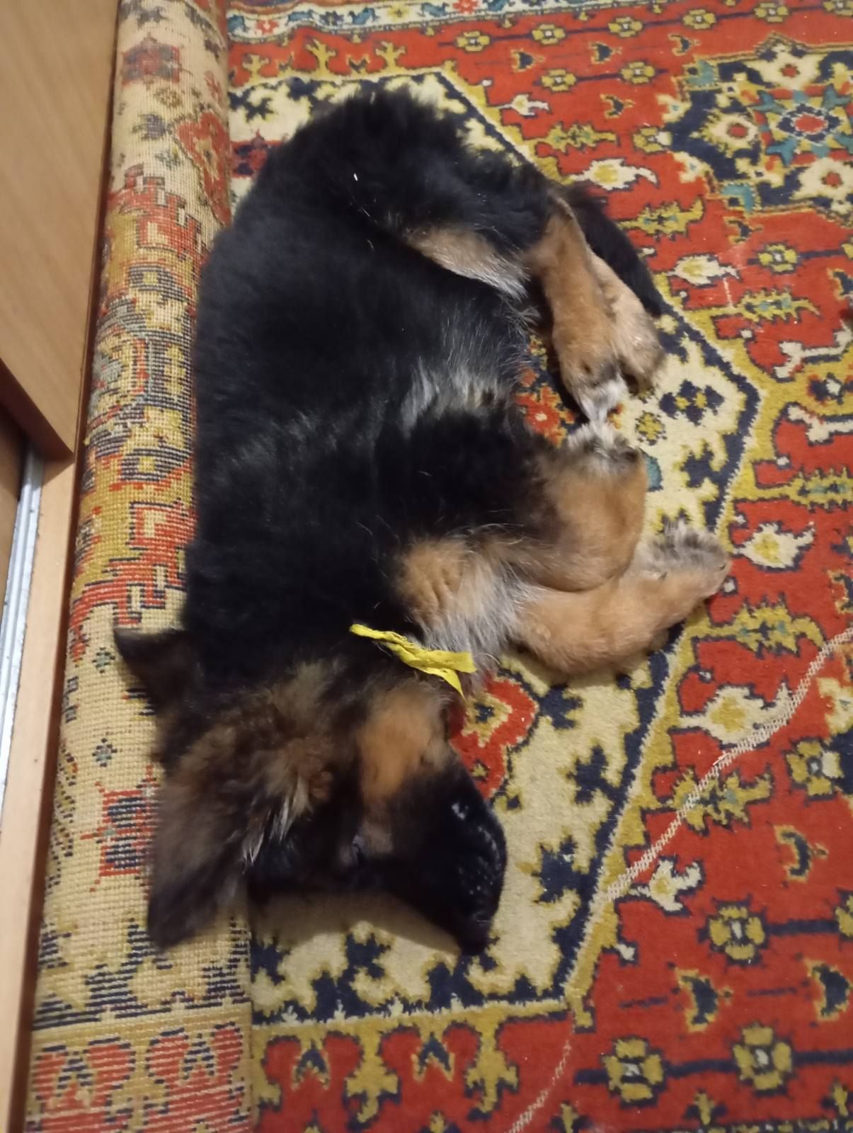 Щенки немецкой овчарки