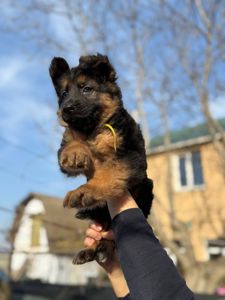 Щенки немецкой овчарки