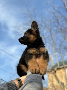 Щенки немецкой овчарки