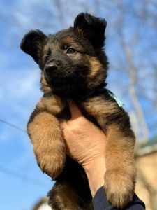 Щенки немецкой овчарки