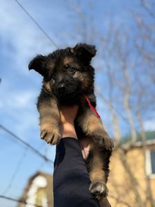 Щенки немецкой овчарки