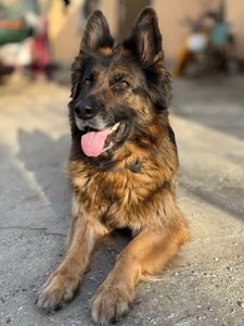 Щенки немецкой овчарки