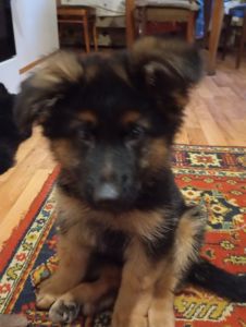 Щенки немецкой овчарки