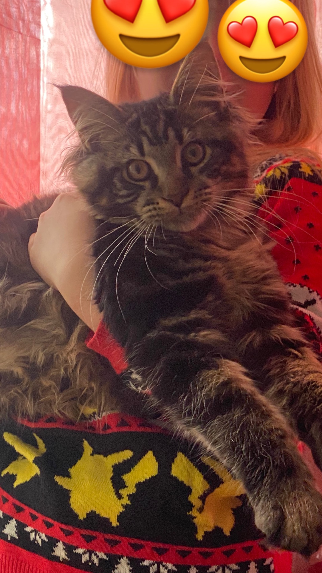 Мейн кун останній котик