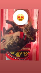 Мейн кун останній котик