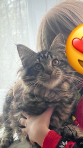 Мейн кун останній котик