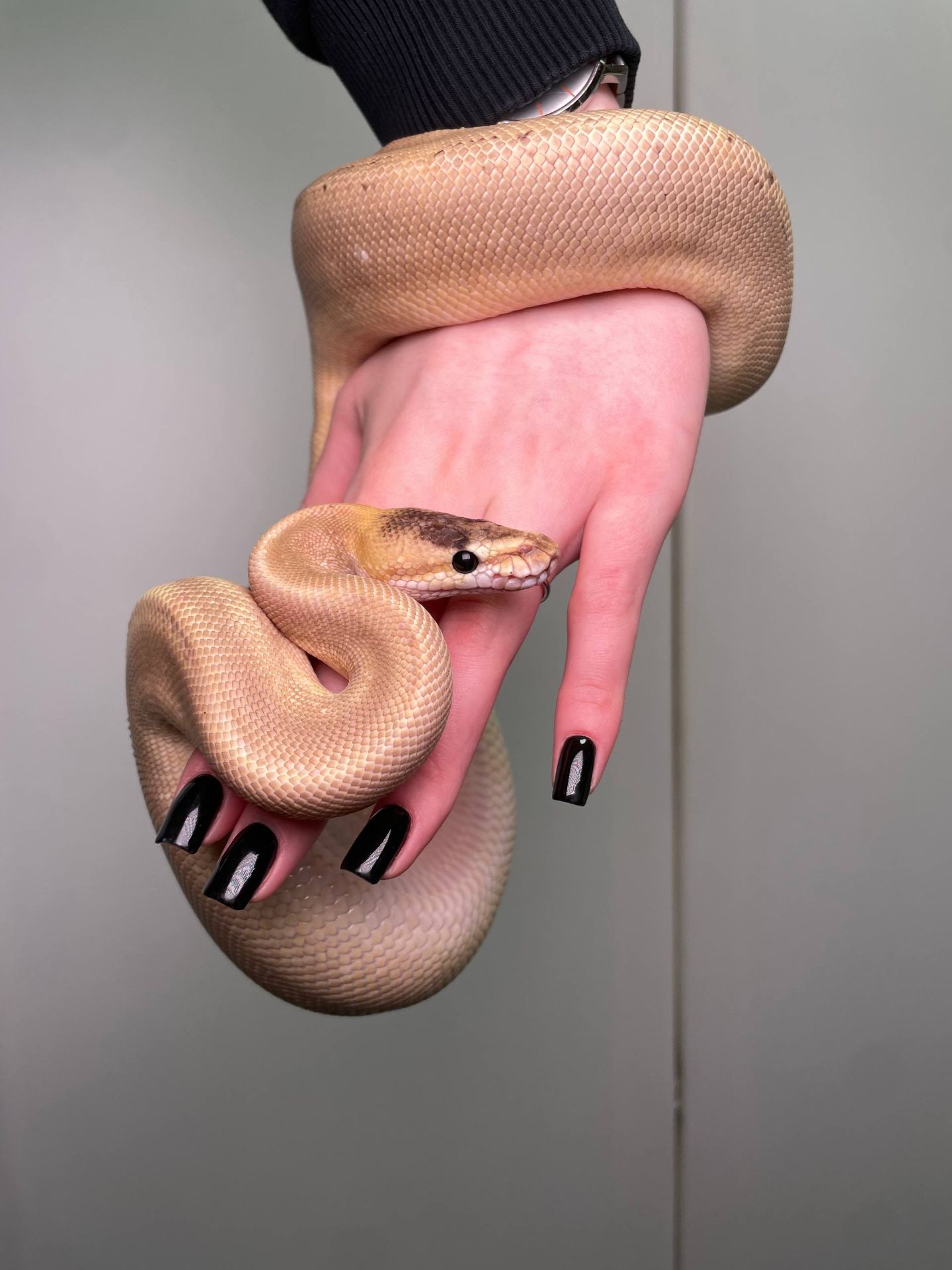 Королівський пітон, регіус, кулястий пітон, ручний пітон, ручна змія