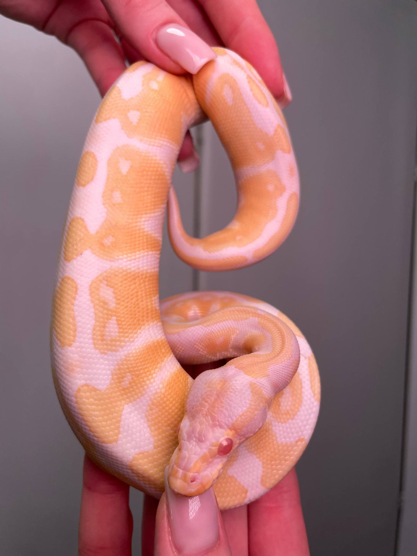 Королівський пітон, регіус, кулястий пітон, ручний пітон, ручна змія