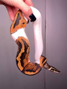 Королівський пітон, регіус, кулястий пітон, ручний пітон, ручна змія