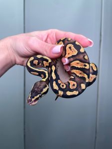 Королівський пітон, регіус, кулястий пітон, ручний пітон, ручна змія