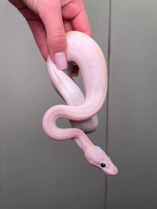 Королівський пітон, регіус, кулястий пітон, ручний пітон, ручна змія