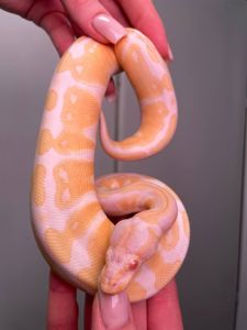 Королівський пітон, регіус, кулястий пітон, ручний пітон, ручна змія