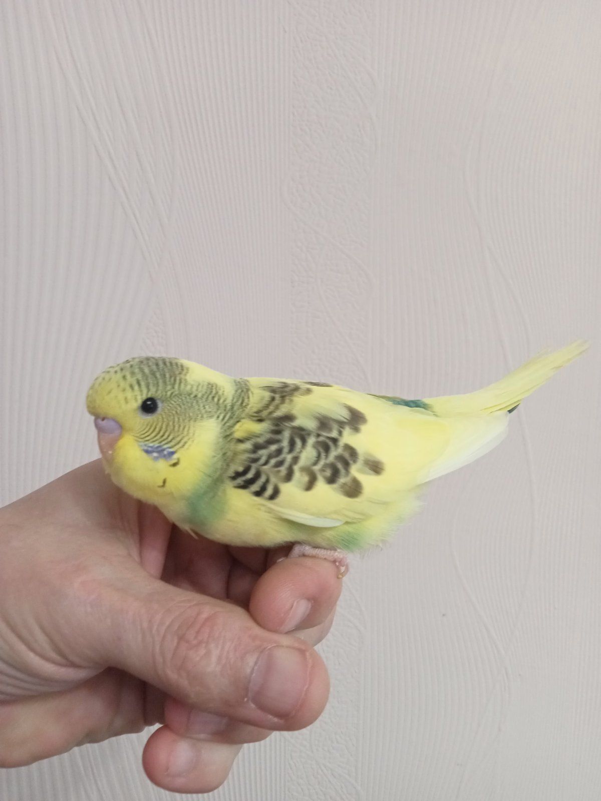 Хвилясті папужки