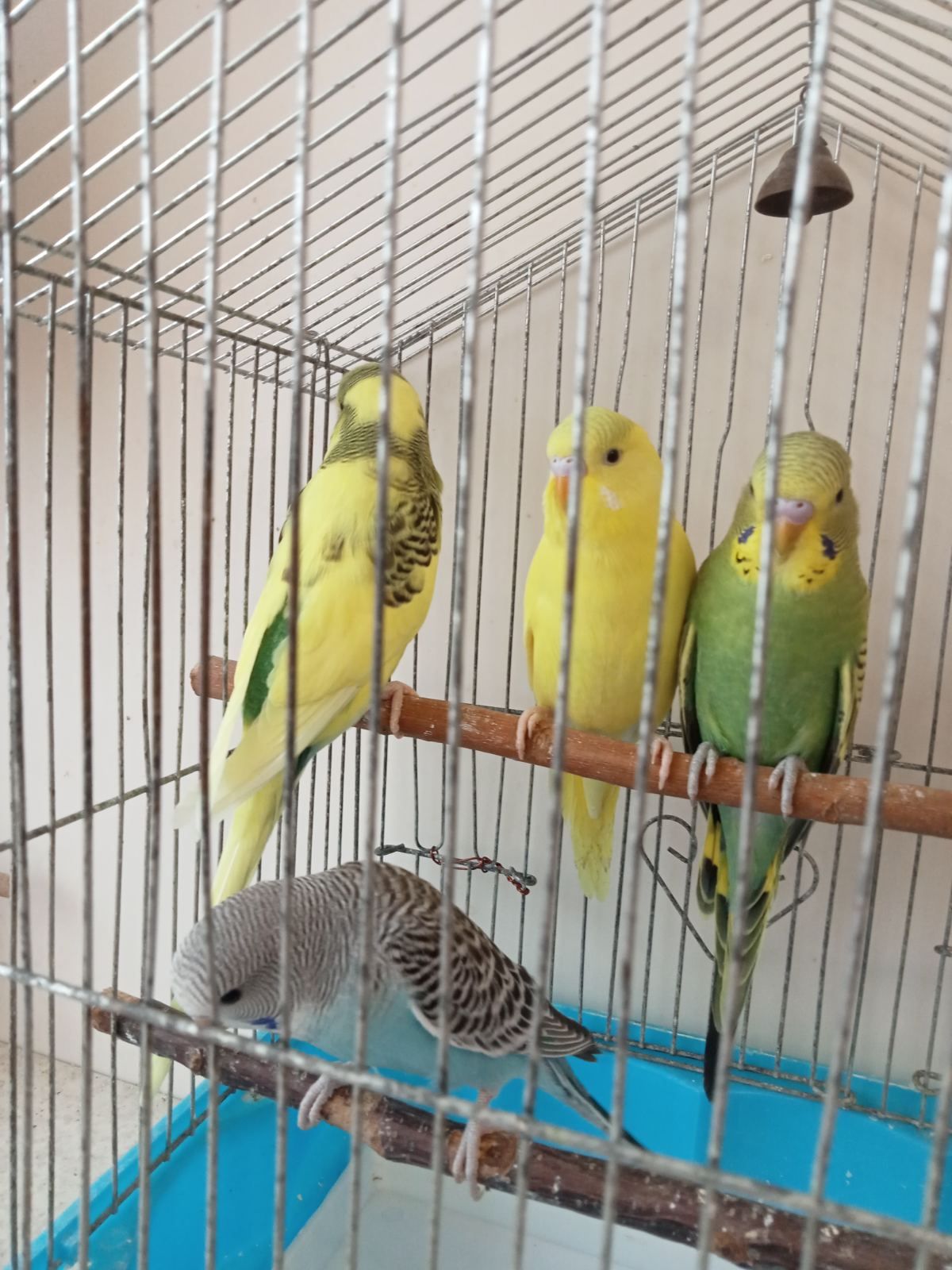 Хвилясті папужки