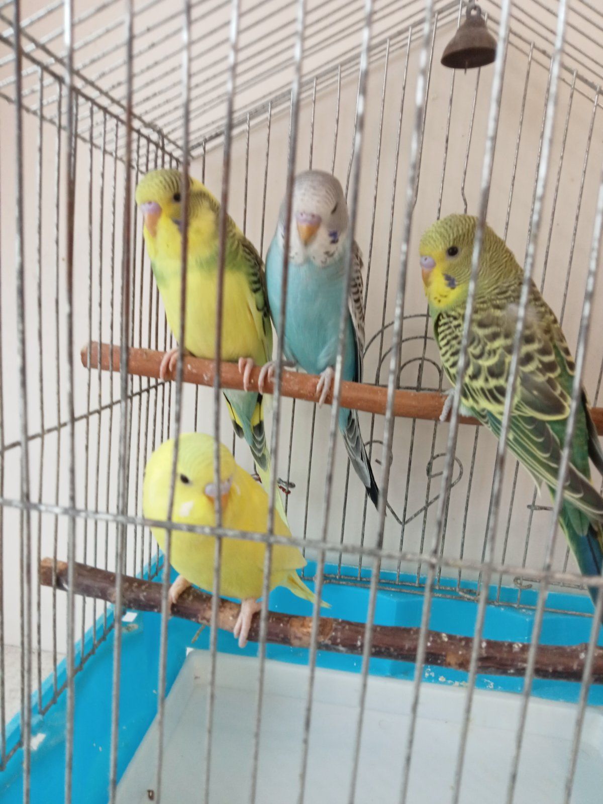 Хвилясті папужки