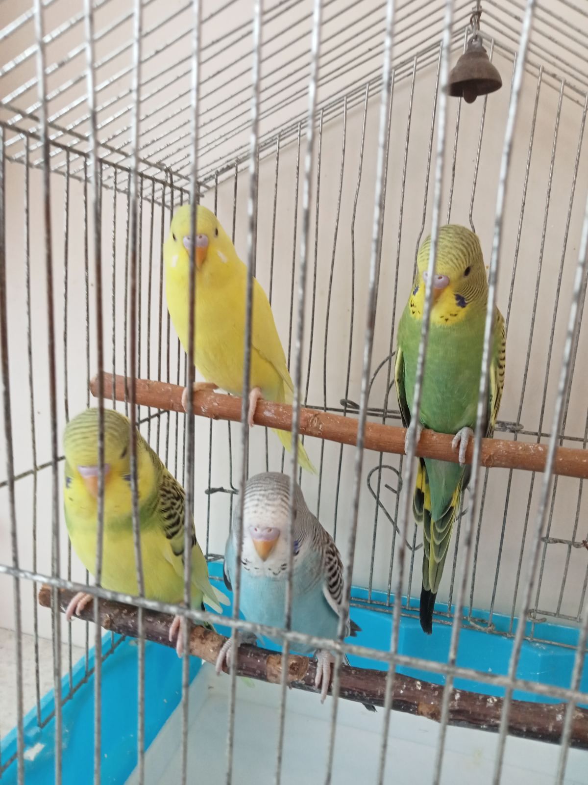 Хвилясті папужки