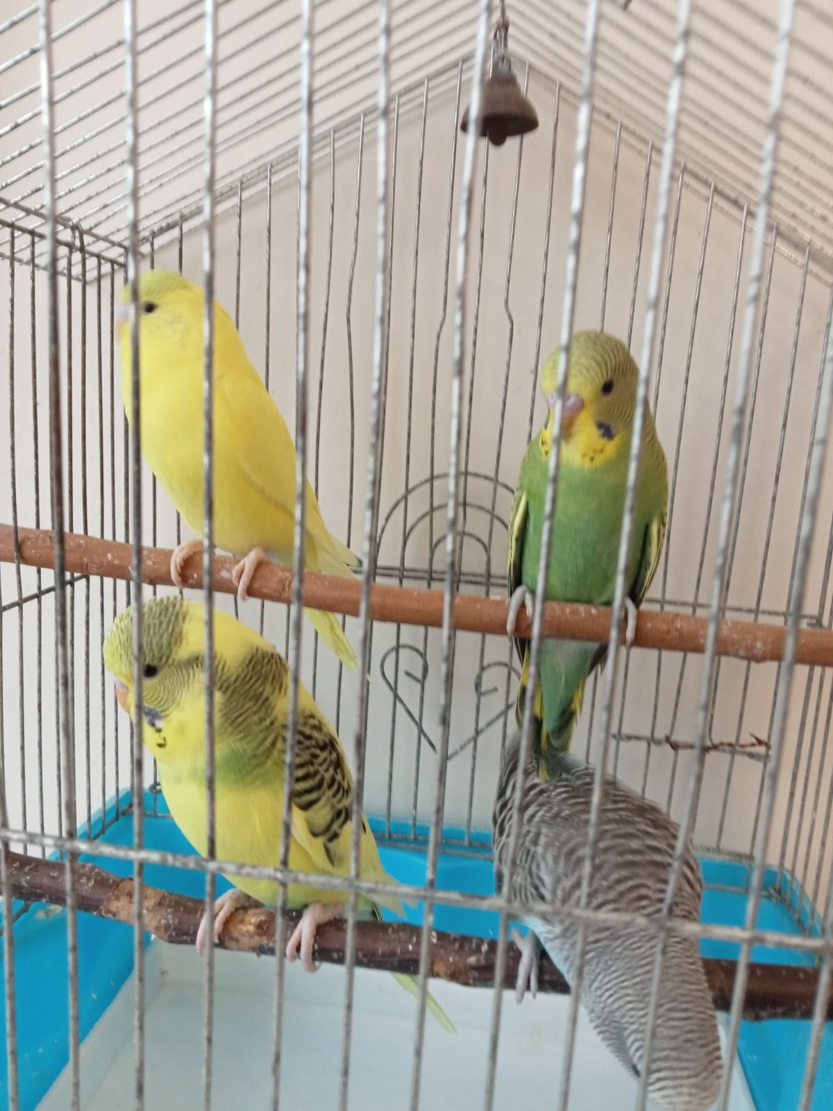 Хвилясті папужки