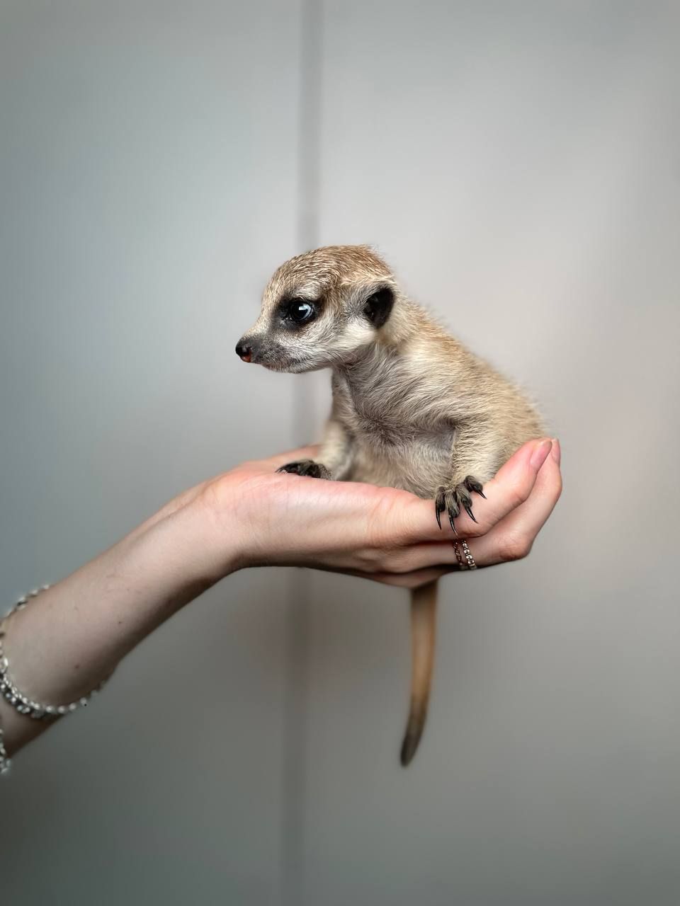 Домашній сурикат, африканський сурікат, ручні хлопчики та дівчатка сурікати, сурік, сурикат