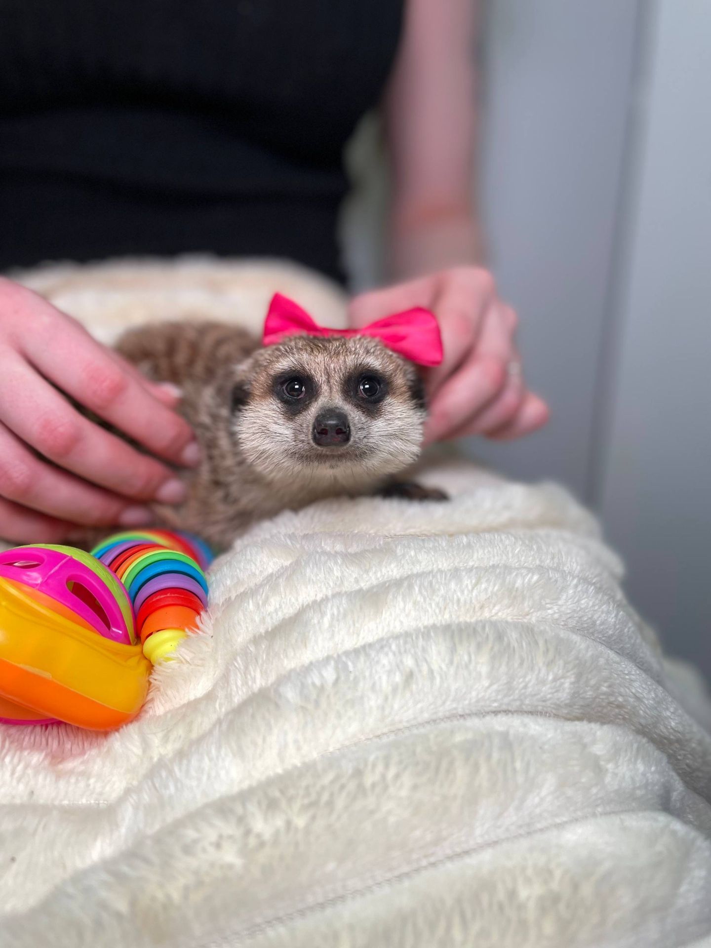 Домашній сурикат, африканський сурікат, ручні хлопчики та дівчатка сурікати, сурік, сурикат