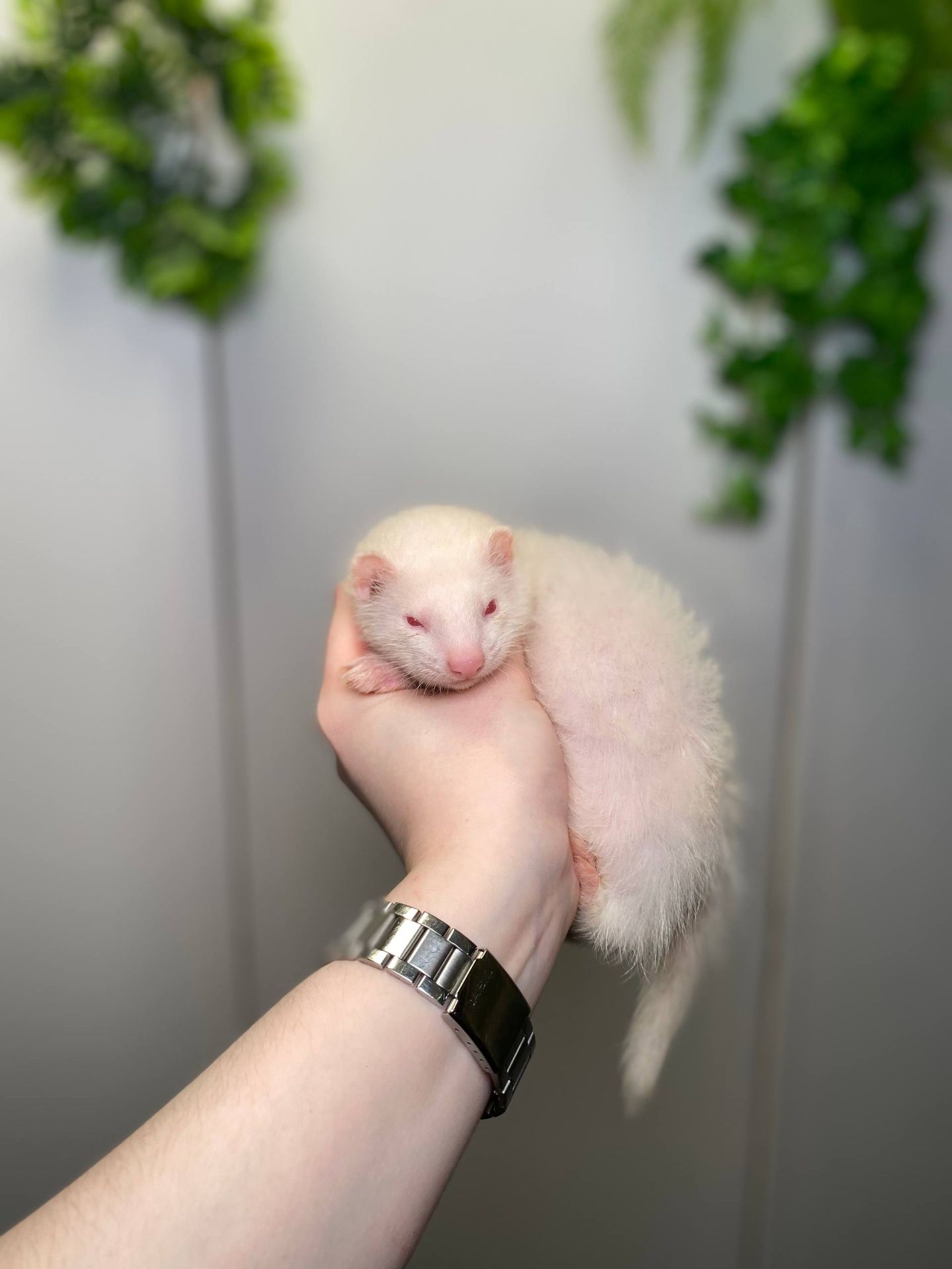 Ручний тхорик, домашній тхір, хорек, фретка, декоративний тхорик 9500