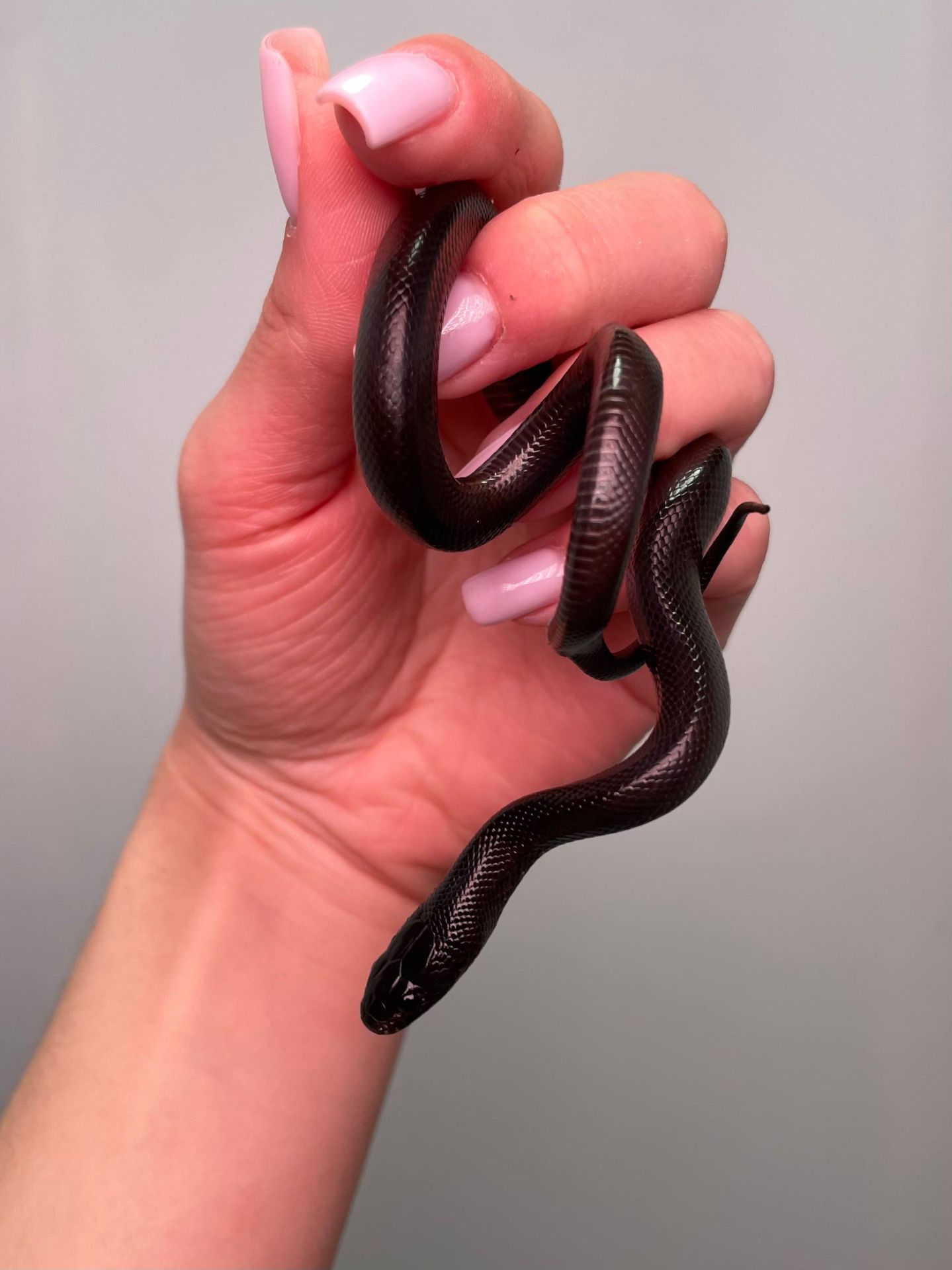 Молочна змія, королівська змія, ручна змія, каліфорнійська, гондураська, нігріта та інші