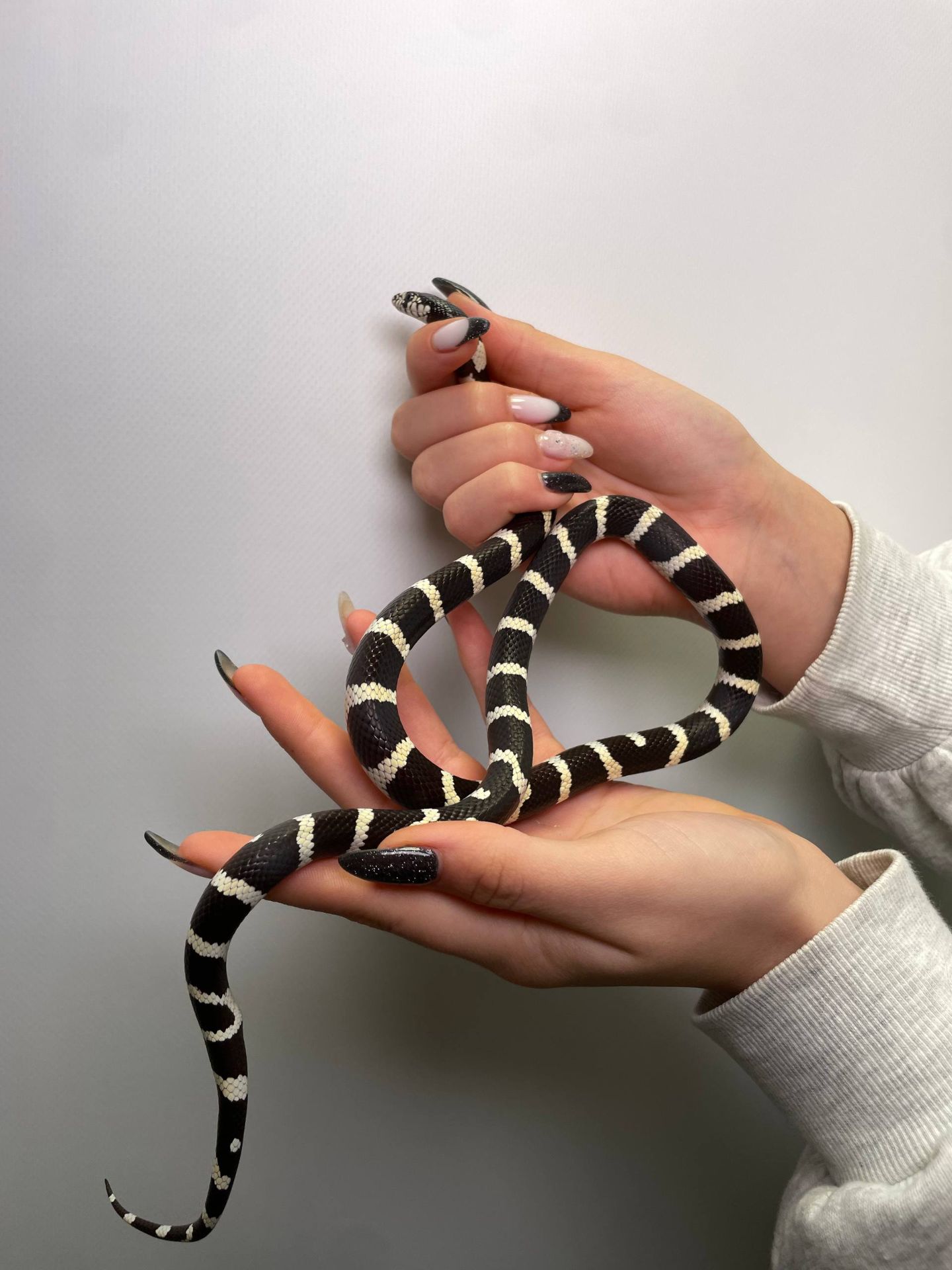 Молочна змія, королівська змія, ручна змія, каліфорнійська, гондураська, нігріта та інші