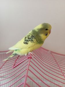 Хвилясті папужки