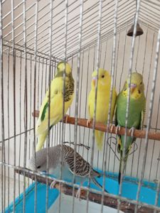 Хвилясті папужки