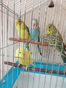 Хвилясті папужки