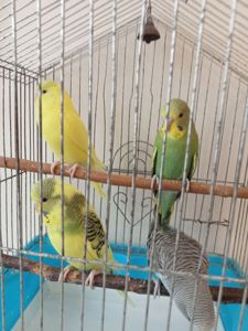 Хвилясті папужки