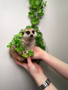 Домашній сурикат, африканський сурікат, ручні хлопчики та дівчатка сурікати, сурік, сурикат