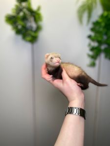 Ручний тхорик, домашній тхір, хорек, фретка, декоративний тхорик 9500