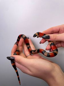 Молочна змія, королівська змія, ручна змія, каліфорнійська, гондураська, нігріта та інші