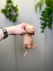 Ручний тхорик, домашній тхір, хорек, фретка, декоративний тхорик 9500