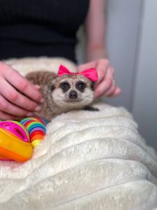 Домашній сурикат, африканський сурікат, ручні хлопчики та дівчатка сурікати, сурік, сурикат