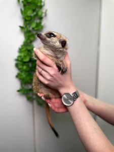 Домашній сурикат, африканський сурікат, ручні хлопчики та дівчатка сурікати, сурік, сурикат