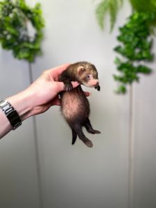 Ручний тхорик, домашній тхір, хорек, фретка, декоративний тхорик 9500