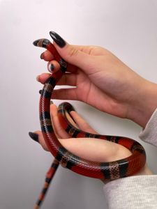 Молочна змія, королівська змія, ручна змія, каліфорнійська, гондураська, нігріта та інші