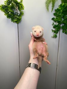 Ручний тхорик, домашній тхір, хорек, фретка, декоративний тхорик 9500