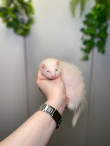 Ручний тхорик, домашній тхір, хорек, фретка, декоративний тхорик 9500